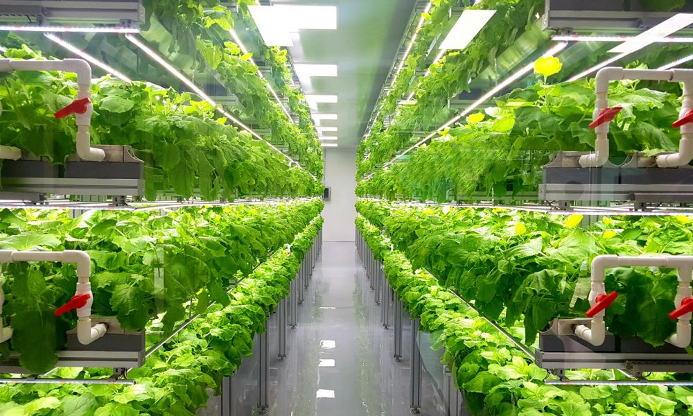 automated grow room
