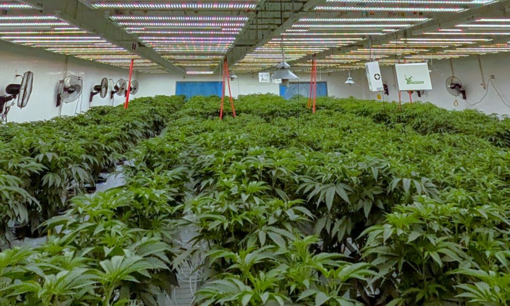 federal regulation cannabis
