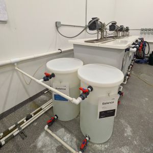 commercial cannabis grow