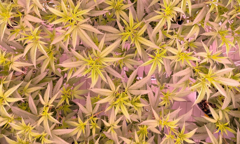 innovation cannabis