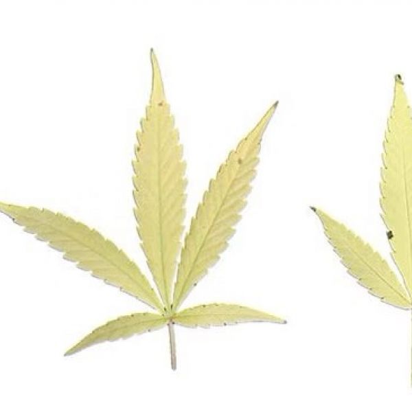 cannabis nutrient disorders