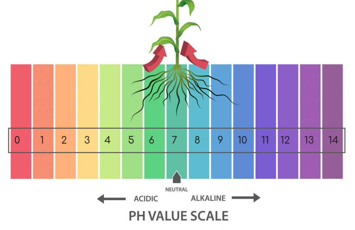 root zone pH levels