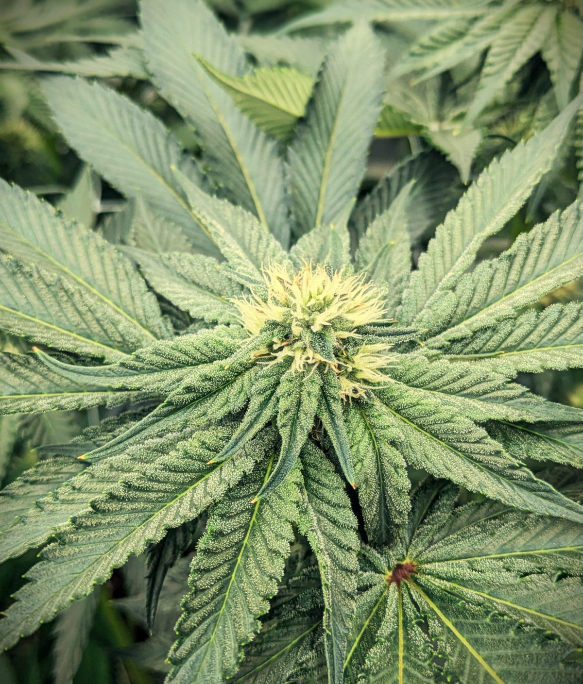 cannabis genetics