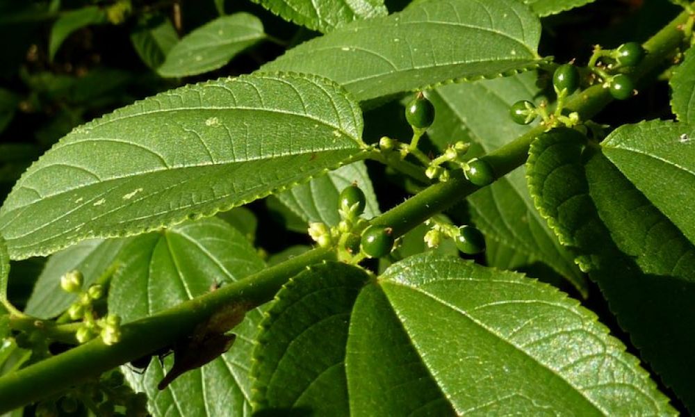 jamaican nettle tree