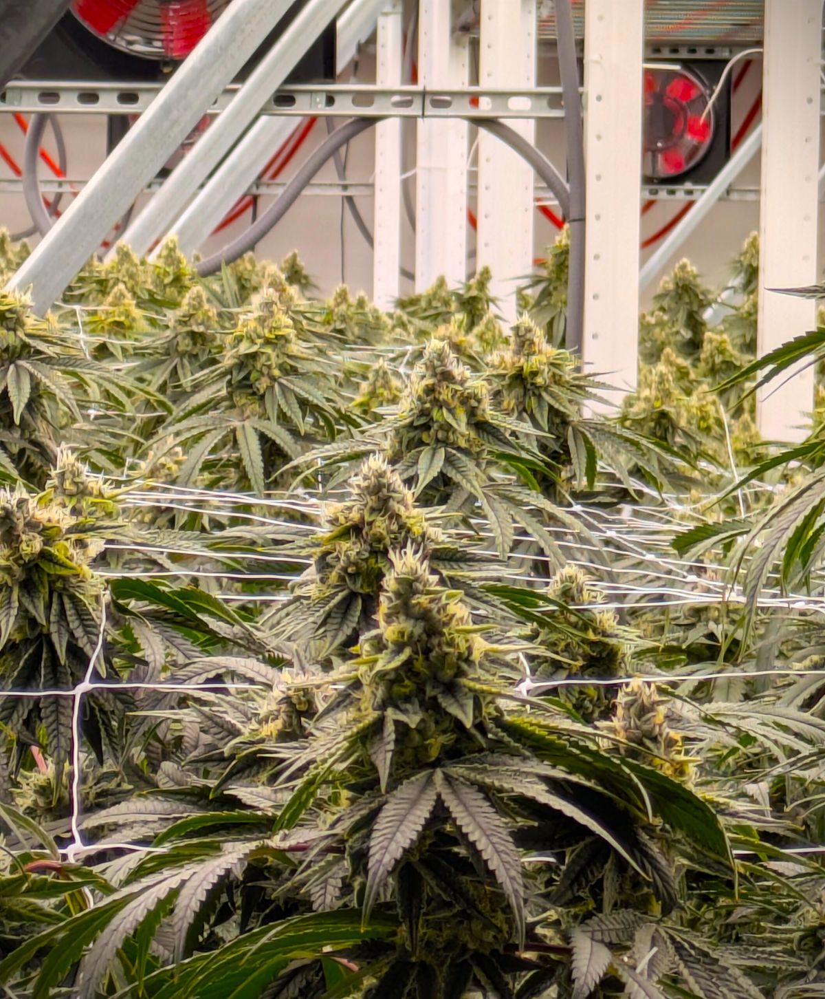 3x6 18 plant sweet spot
