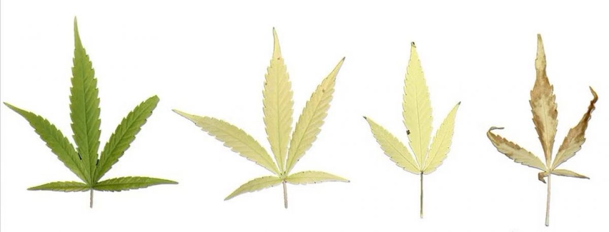 cannabis nutrient disorders