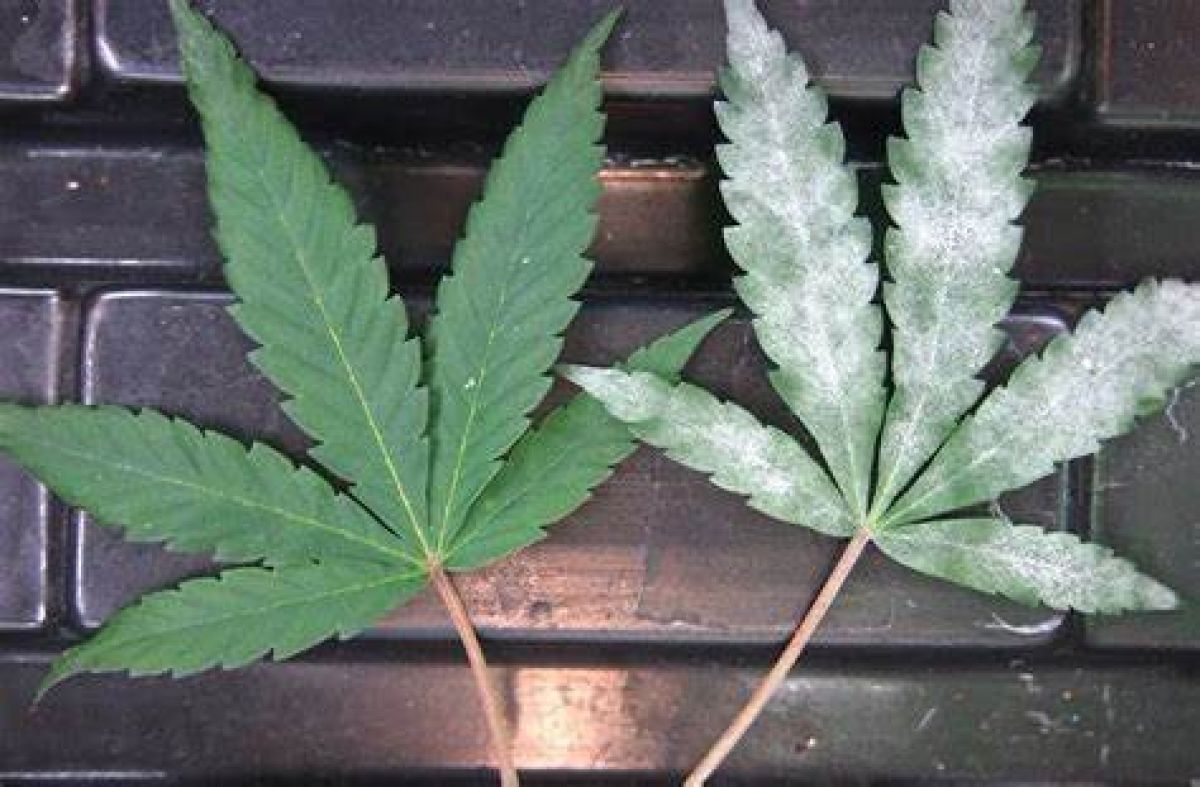 powdery mildew