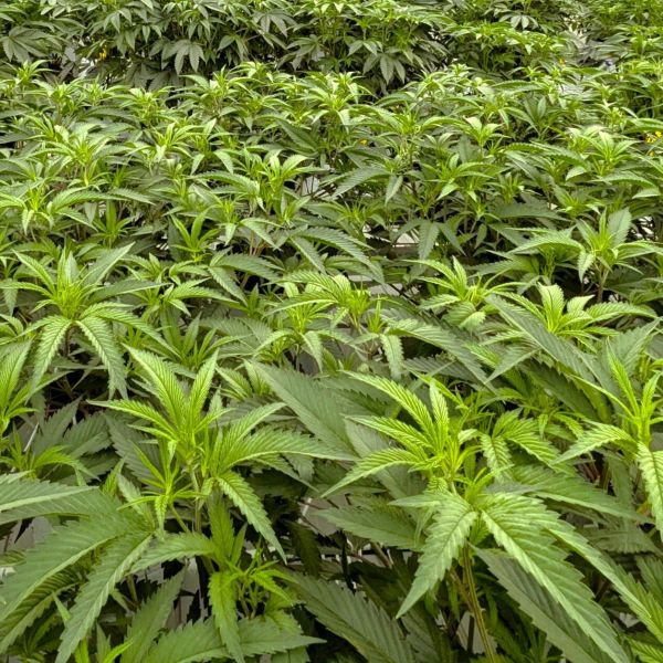 cannabis trademark