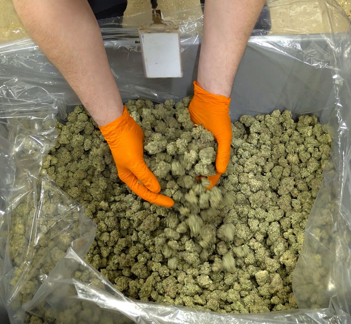 cannabis industry