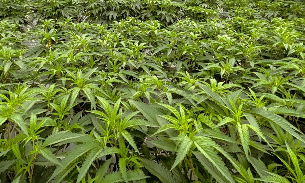 cannabis trademark