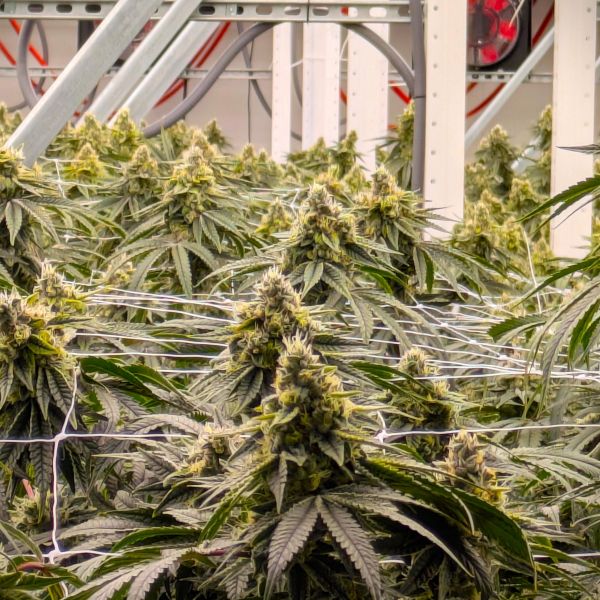 3x6 18 plant sweet spot