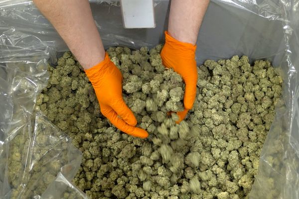 cannabis industry