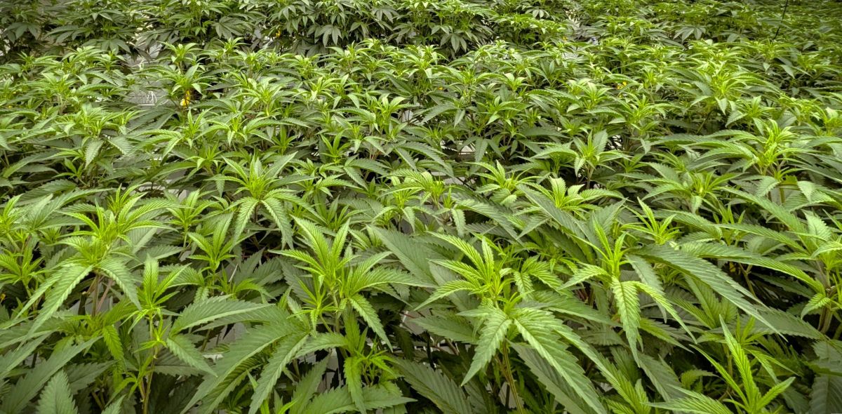 cannabis trademark