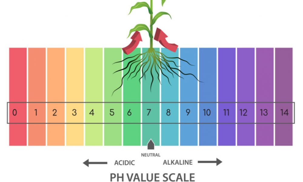 root zone pH levels