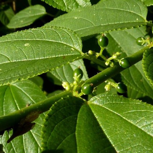 jamaican nettle tree