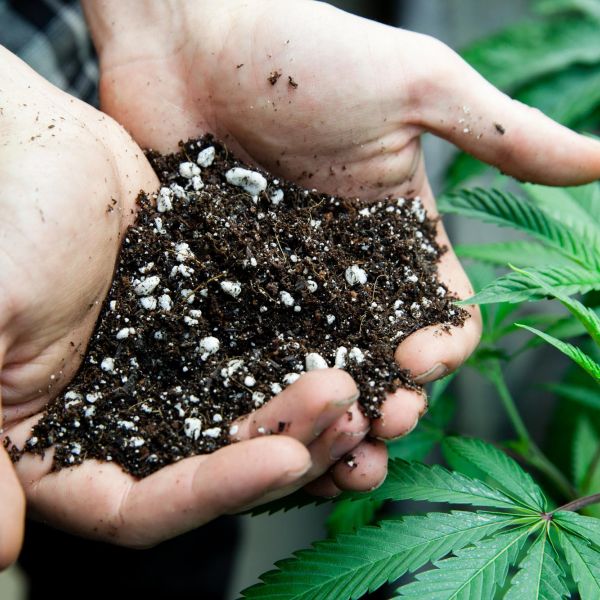 cultivation strategies | commercial marijuana cultivation systems