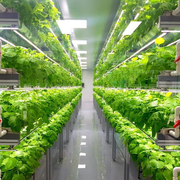 automated grow room