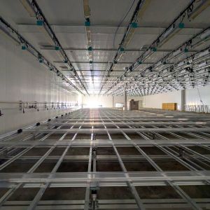 commercial cannabis grow