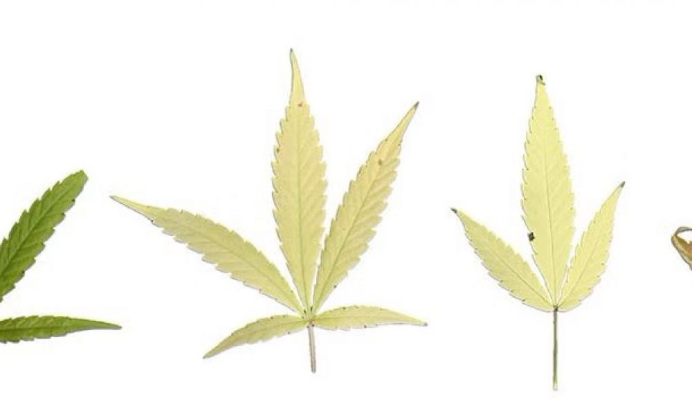 cannabis nutrient disorders