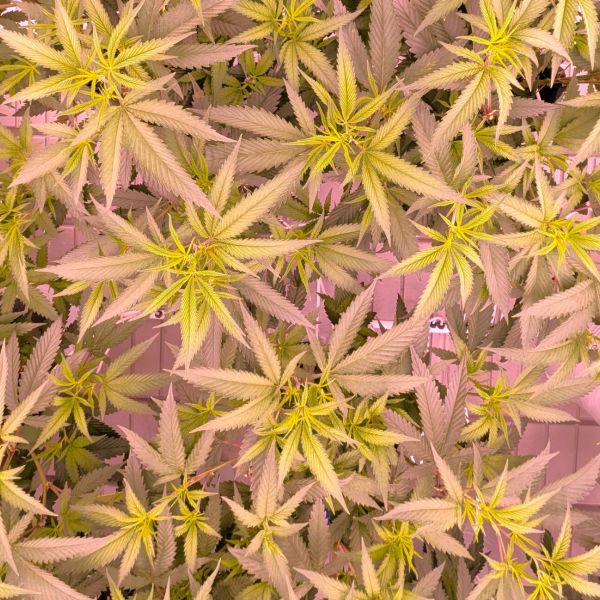 innovation cannabis