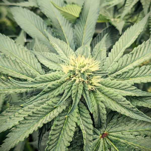 cannabis genetics