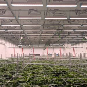 commercial cannabis grow