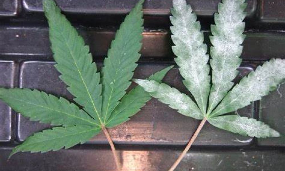 powdery mildew