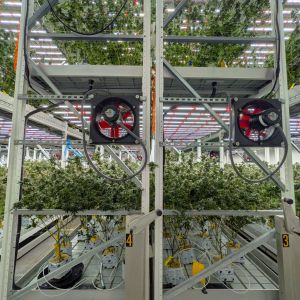 commercial cannabis grow