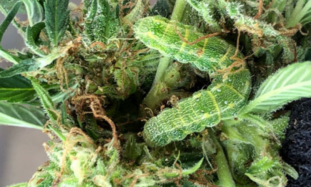 pest control pest management