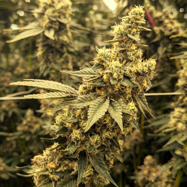 marijuana finance