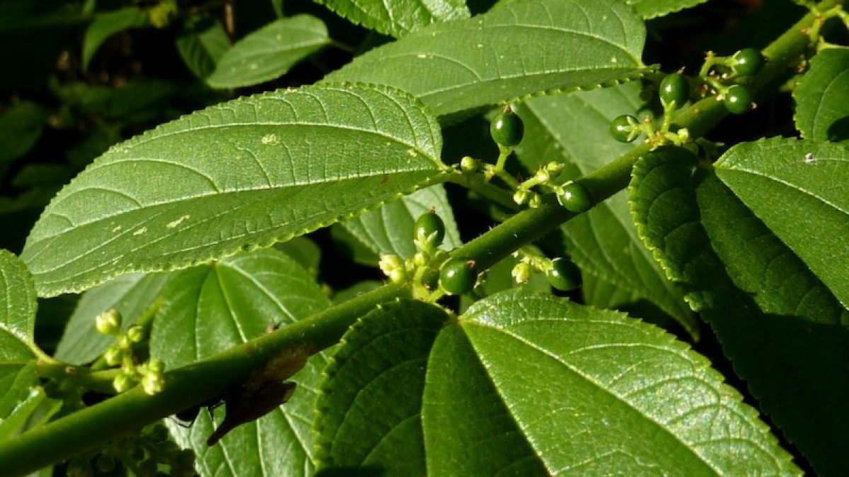 jamaican nettle tree