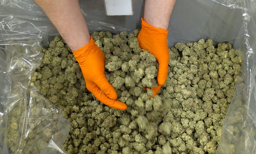 cannabis industry