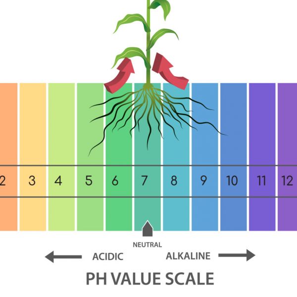 root zone pH levels