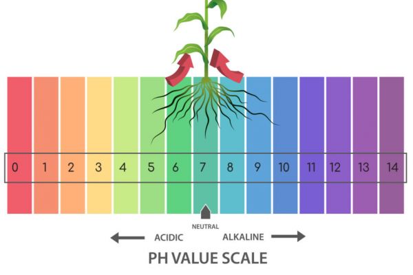 root zone pH levels