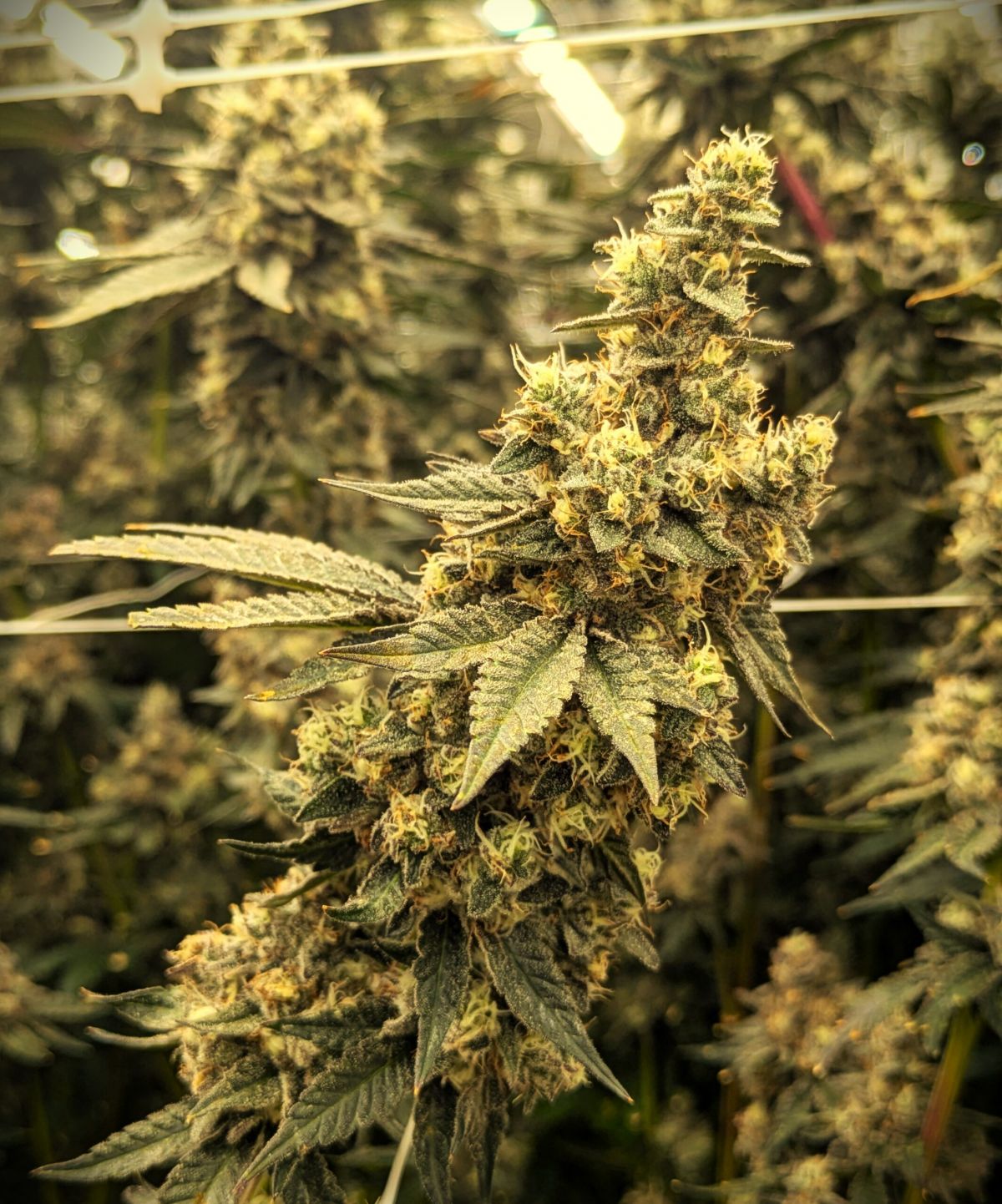 marijuana finance