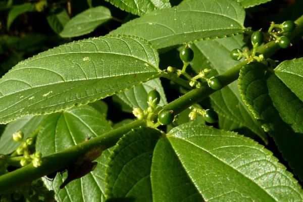 jamaican nettle tree