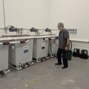 commercial cannabis grow