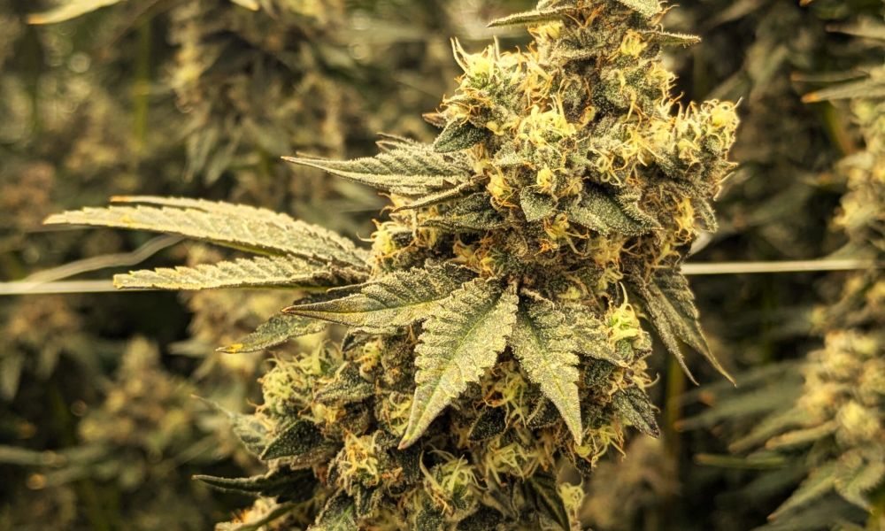 marijuana finance