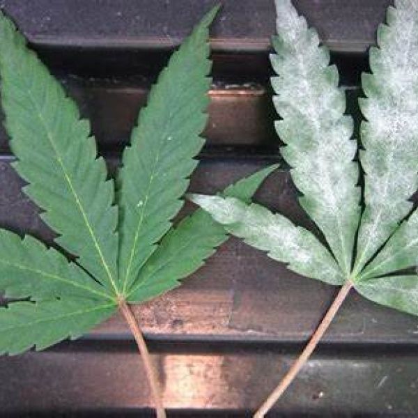 powdery mildew