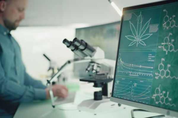 testing cannabis safety