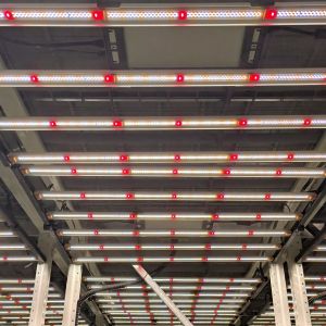 commercial cannabis grow