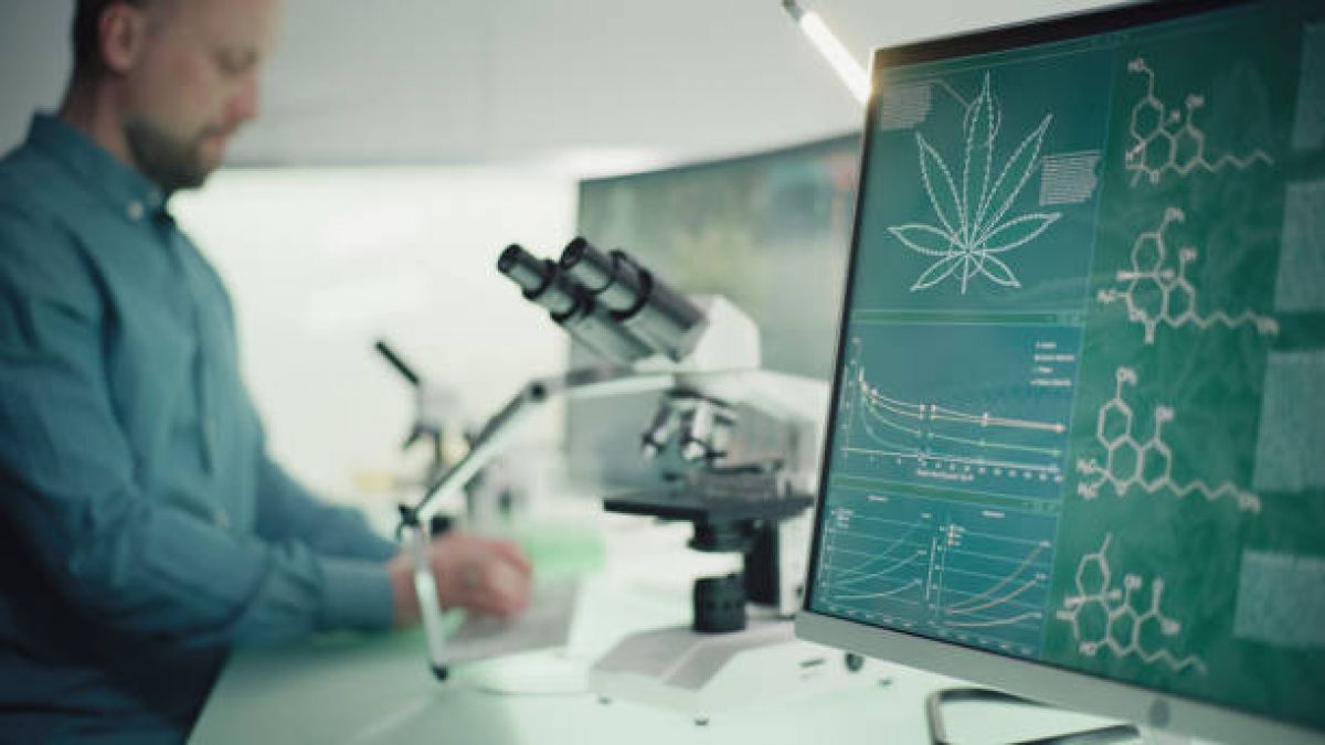 testing cannabis safety