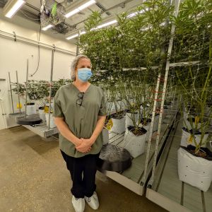 commercial cannabis grow