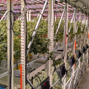 commercial cannabis grow