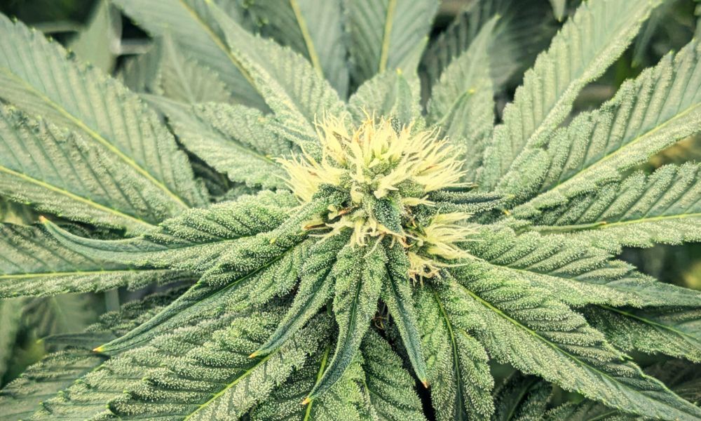 cannabis genetics