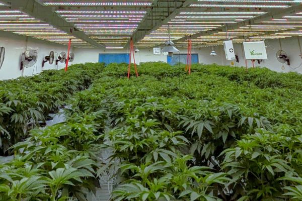 federal regulation cannabis