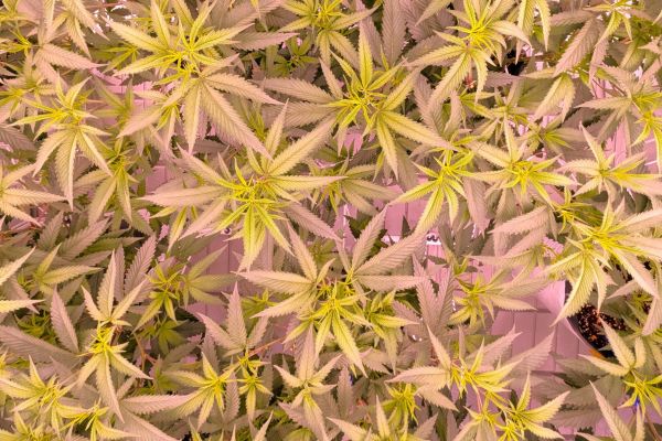 innovation cannabis
