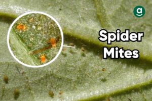 spider mites