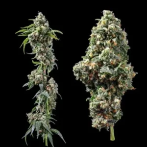 chocolope strain
