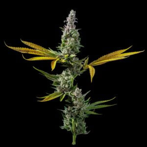 strawberry banana strain
